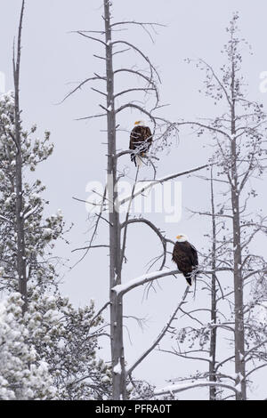 Una coppia di aquile calve (Haliaeetus leucocephalus) sono ' appollaiati in una coperta di neve di albero in inverno nel Parco Nazionale di Yellowstone, Wyoming negli Stati Uniti. Foto Stock