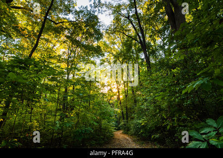 Forest Sentiero escursionistico attraverso una folta vegetazione verde al tramonto. Foto Stock