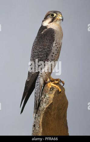 Lanner falcon (Falco biarmicus) appollaiate su una roccia, vista laterale Foto Stock