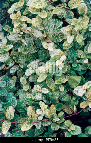 Lonicera japonica 'Aureoreticulata' con il giallo e il verde delle foglie Foto Stock