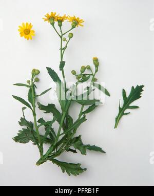 I fiori, le gemme e le foglie da Senecio squalidus (Oxford erba tossica) Foto Stock