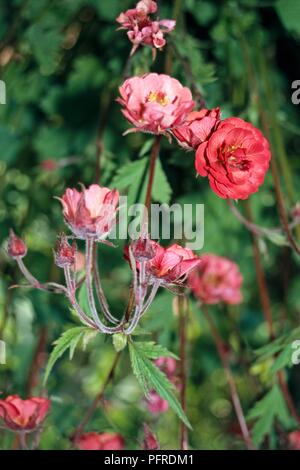 Geum rivale "Leonard varietà" (Acqua avens), fiori di colore rosso Foto Stock