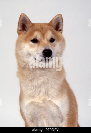 Giapponese Shiba Inu cane, vista frontale Foto Stock