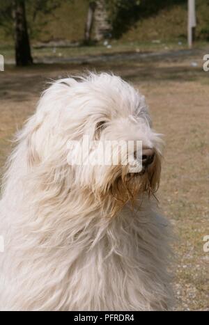 South Russian Ovcharka (Sud Sheepdog russo), close-up Foto Stock