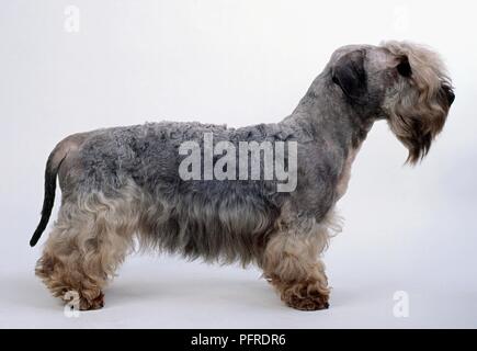 Cesky Terrier, vista laterale Foto Stock