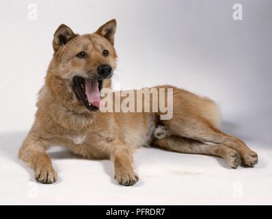 Il coreano Jindo cane, sdraiato, sbadigli Foto Stock