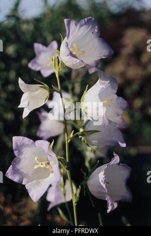 Campanula persicifolia 'Chettle Charm' con fiori di colore bianco, viola in corrispondenza dei bordi, sul gambo lungo, close-up Foto Stock