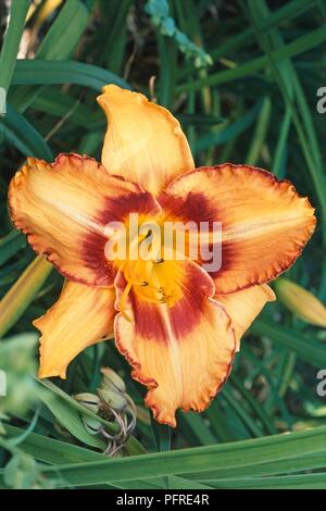 L'arancione e il rosso fiore di Hemerocallis 'Tutti Fired Up' (Daylily) con foglie di colore verde Foto Stock