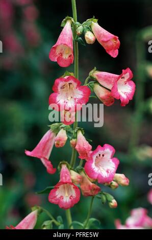 Penstemon "Flamingo" con a campana di rosa fiori di colore rosa, bianco al centro e le gemme sul gambo lungo Foto Stock