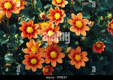 Dahlia 'Raccolta' infiammazione, arancio brillante e fiori di colore giallo Foto Stock
