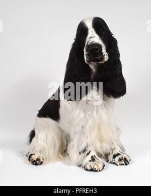 Bianco e nero Cocker Spaniel, seduta Foto Stock