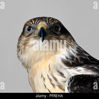 Falco ferruginosa (Buteo regalis) guardando la fotocamera Foto Stock