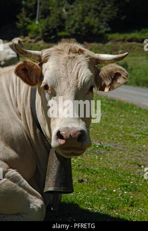 Francia, Pirenei, Paese Basco, Blonde d'Aquitaine indossando di mucca pazza campana, sdraiato in campo nei pressi di strada, guardando la fotocamera Foto Stock