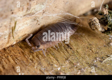 Comune Woodlouse ruvida (Porcellio scaber), extreme close-up Foto Stock