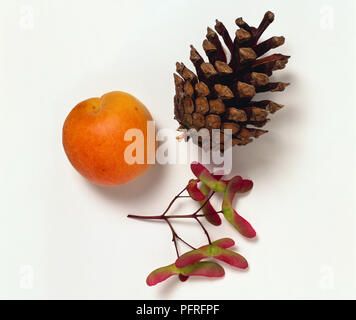 Apple, Pigna e seme di platano Foto Stock