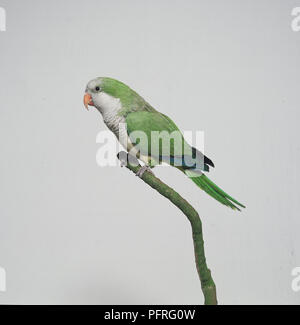 Monaco parrocchetto, conosciuto anche come Quaker parrocchetto (Myiopsitta monachus) appollaiate sul ramo, vista laterale Foto Stock