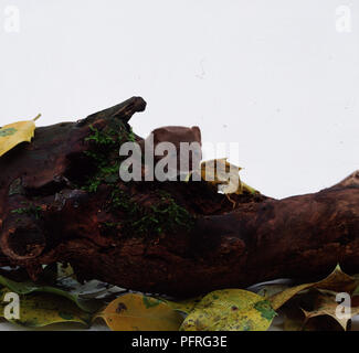 Testa di almeno donnola (Mustela nivalis), picco da dietro il registro vista anteriore Foto Stock