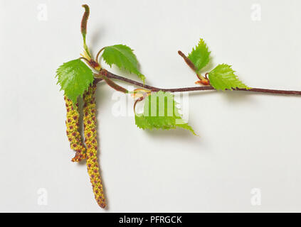 Betula popalifolia (Grigio betulla), il ramo in primavera, mostrando cascante maschio giallo amenti, giovani, verde, bruscamente foglie dentato, montante amento femminile visto in punta Foto Stock