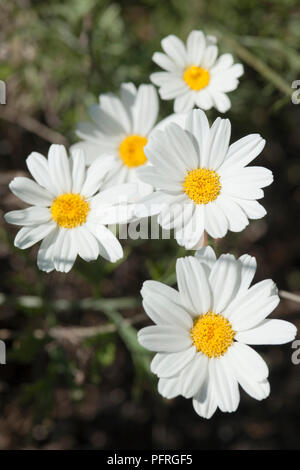 White matricaria recutita (tedesco) di Camomilla fiori con disco giallo broccoli, close-up Foto Stock