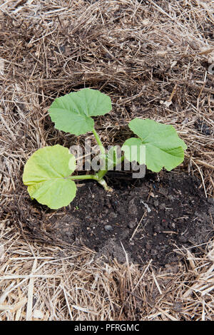 La Cucurbita pepo (zucca) Vivaio Coltivazione nello strame protetti da paglia, close-up Foto Stock