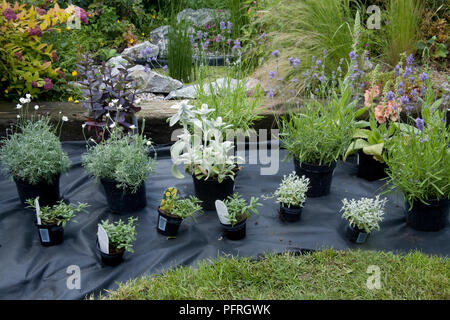 Piante in vaso steso sulla membrana orticola al piano giardino design di confine Foto Stock