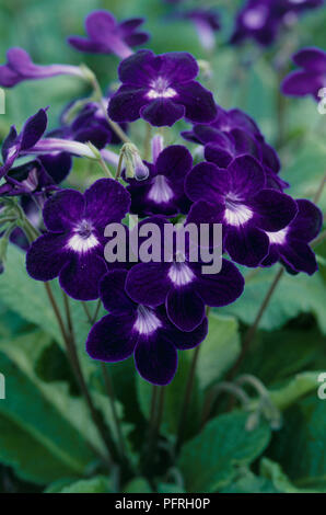 Streptocarpus 'KIM' (Cape Primrose) mostrando profonda fiori viola, bianco al centro, su lunghi steli, close-up Foto Stock