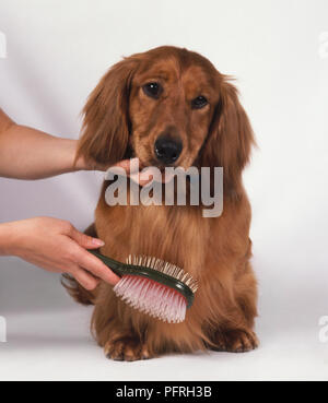 Donna con spazzola per lo sposo standard rossa con i capelli lunghi Bassotto Foto Stock