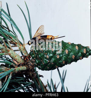 Giant Legno wasp sul cono Foto Stock