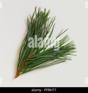 Pinus koraiensis (Coreano pino), foglie Foto Stock