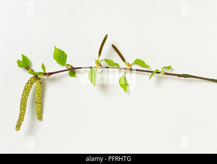 Betula pubescens (bianco betulla), la punta di un ramo in primavera, che mostra i giovani, lucida foglie di colore verde chiaro, verticale verde scuro amenti femmina e due appesi giallo, amenti maschili Foto Stock