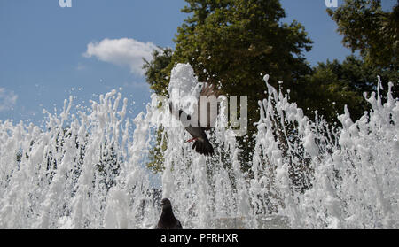 Città piccioni dal lato di acqua ad una fontana Foto Stock