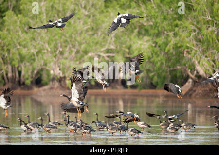 Australia, Territorio del Nord, Bamurru Plains, Gregge di gazza oche (Anseranas semipalmata) Foto Stock