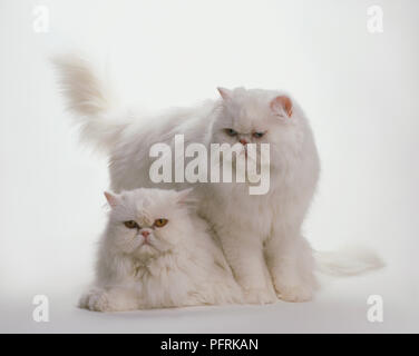 Blue-eyed gatto bianco sopra permanente arancio-eyed White Longhair Cat Foto Stock