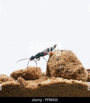 Emerald scarafaggio Wasp o gioiello Wasp (Ampulex compressa) di sabbia sul rock, vista laterale Foto Stock