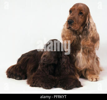 Rosso e marrone English Cocker Spaniel cani seduti o sdraiati Foto Stock