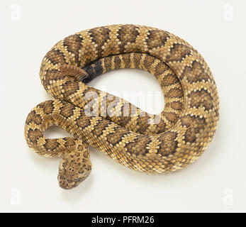 Crotalus viridis (Prairie Rattlesnake, Western Rattlesnake), avvolto a ricciolo Foto Stock