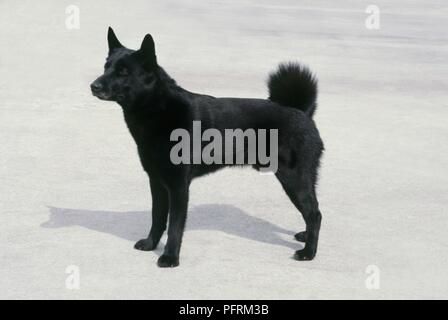 Nero Elkhound norvegese (Norsk Elghund Sort), vista laterale Foto Stock