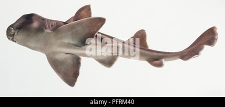 Port Jackson (squalo Heterodontus portusjacksoni) visto dal di sotto in acqua Foto Stock