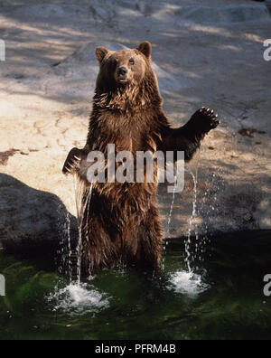 Ursus arctos (l'orso bruno). Famiglia Ursidae. Unione Orso Bruno (brevetto statunitense n. a. arctos) con pelo bagnato in piedi in acqua Foto Stock