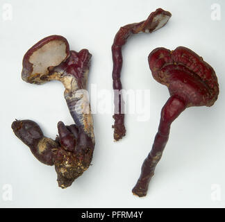 Ganoderma lucidum (fungo Lingzhi Reishi o fungo) utilizzati nella medicina tradizionale cinese Foto Stock