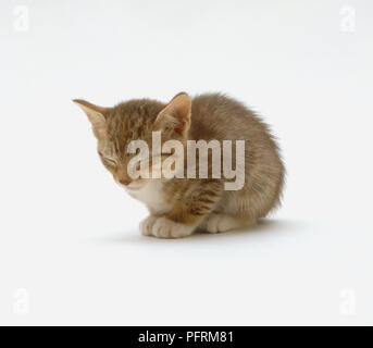 Sleeping tabby kitten dormendo, close-up Foto Stock