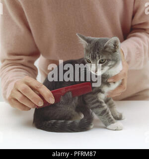 Donna grigio di pettinatura tabbing gattino con rosso Pettine in plastica, close-up Foto Stock