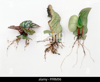 Grandi e piccole piantine con foglie e le radici e la piantina con foglie danneggiate in centro Foto Stock