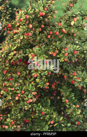 Berberis x carminea 'Da Buccaneer' (Crespino), semi-evergreen arbusto a fioritura in autunno, mostrando arancio e bacche rosse in mezzo alle foglie di colore verde chiaro Foto Stock
