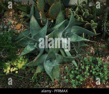 Aloe karasbergensis, piante succulente in un cactus e piante succulente garden Foto Stock