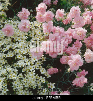 Pink Dianthus compensato da cluster di piccoli fiori bianchi Foto Stock