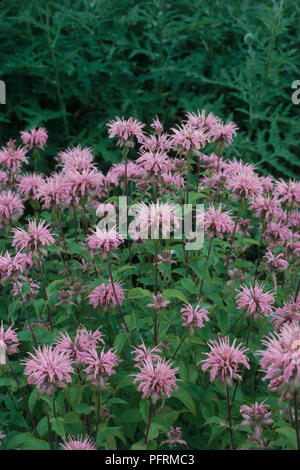 Monarda 'Croftway rosa' (bergamotto) con fiori di colore rosa su lunghi steli con foglie verdi in giardino, close-up Foto Stock