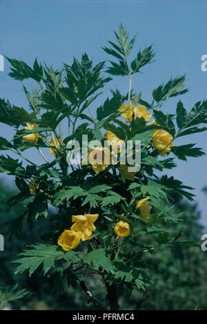 Paeonia lutea var ludlowii (Albero Peonia) con fiori gialli e foglie verdi set contro il cielo blu chiaro, close-up Foto Stock