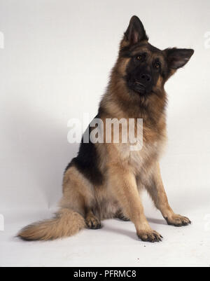 Avviso nero focato pastore tedesco cane, seduta Foto Stock