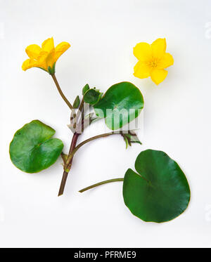 Nymphoides peltata (orlata di acqua-lily), foglie e fiori di colore giallo Foto Stock